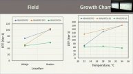Deborah Ngunengen Oluwasanya: Cassava flowering - contrasting environmental responses
