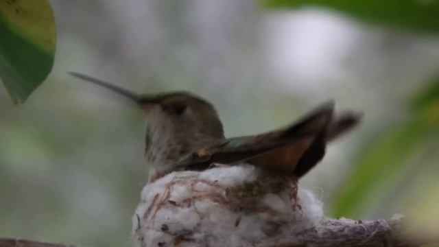 Allen's Hummnigbird Building Nest Tangelo Tree
