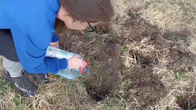 работаем на огороде (сажаем капусту 🥬)