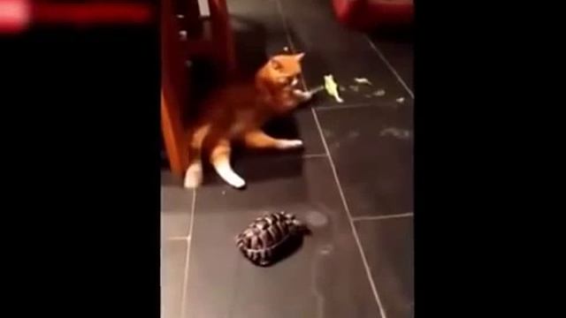 Видео Подборка Приколов с Животными 9 Кошки,Собаки Смешные Животные 2015