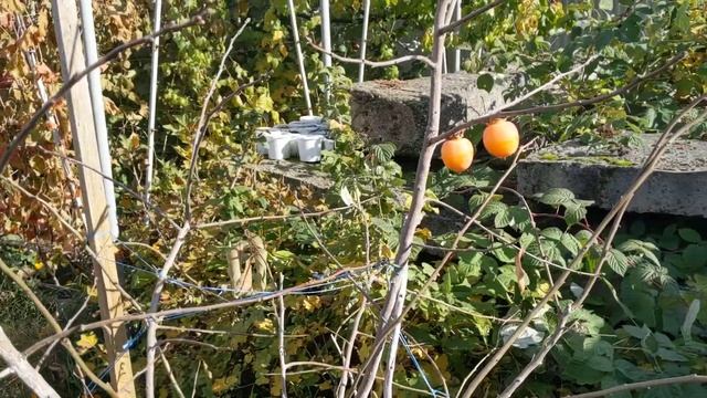 хурма Соснівська після нічного заморозку. Останні 4 плоди 2022р. 21-10-2022р.