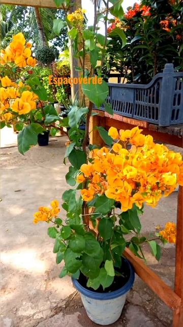 várias espécies de #plantas #shorts