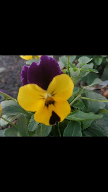 Фиалка, яркая фиалка, ,💗💖💛💓💞#фиалки #цветы #цвет #цветник #радость #flowers #floral #nature