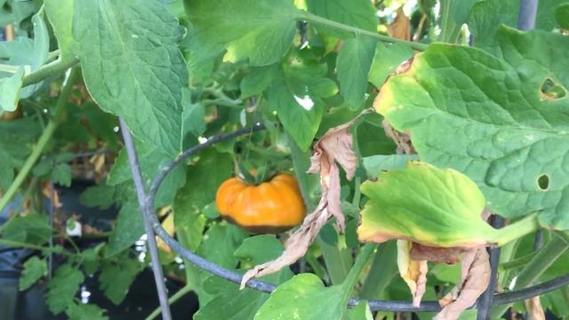 Blossom End Rot in Tomatoes
