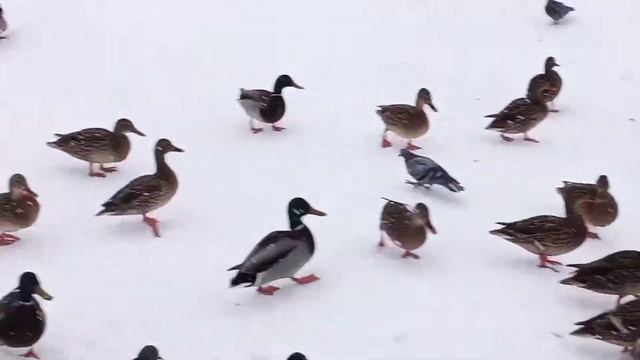 Много уток в парке дк умпо машинка. Первомайский. Декабрь 2021. Прогулка в снегопад