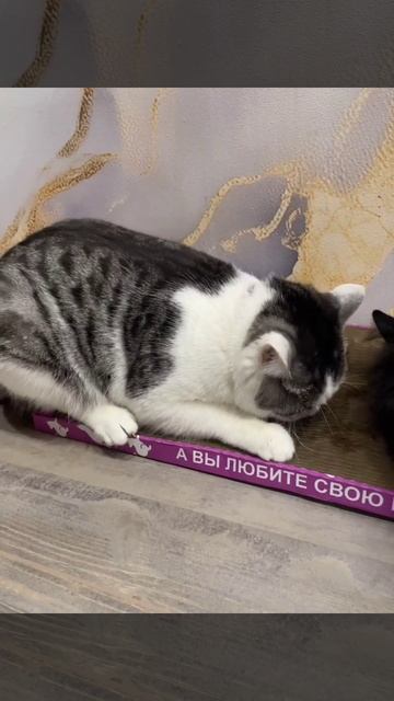 Филя и Тимоша в восторге от когтеточки!❤️
