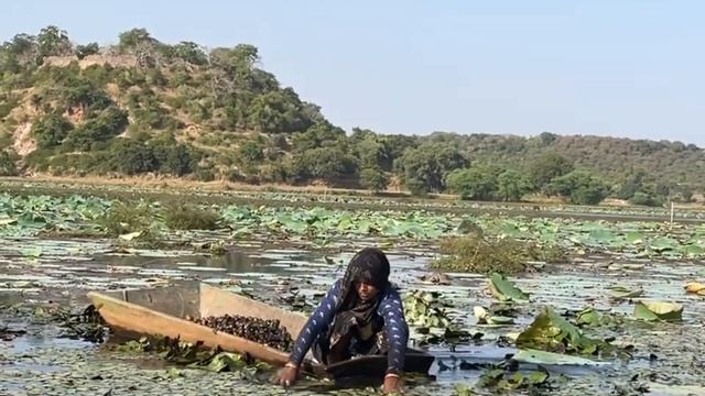 Местная жительница собирает водяные орехи в озере Пангарх.