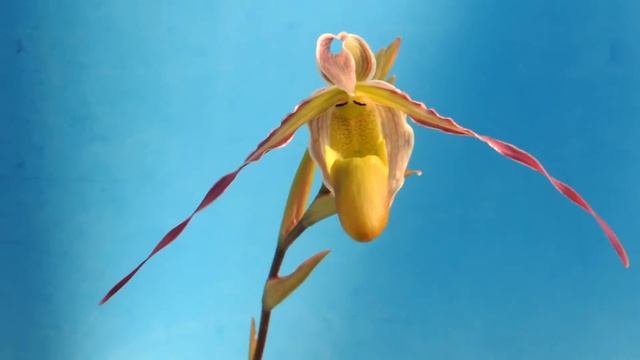Phragmipedium longifolium`Yashima' BM/JOGA (orchid)