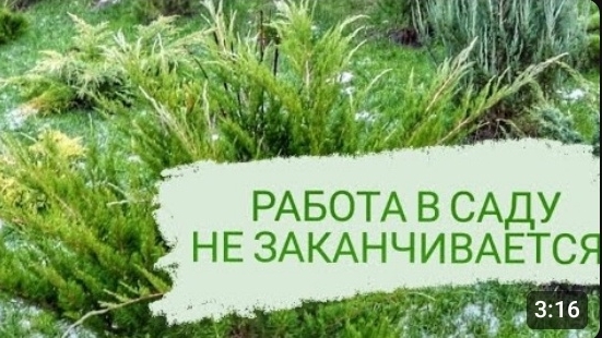 РАБОТА В САДУ НЕ ЗАКАНЧИВАЕТСЯ. 24.11.2023г. БЕЛАРУСЬ, ГОМЕЛЬСКАЯ ОБЛАСТЬ