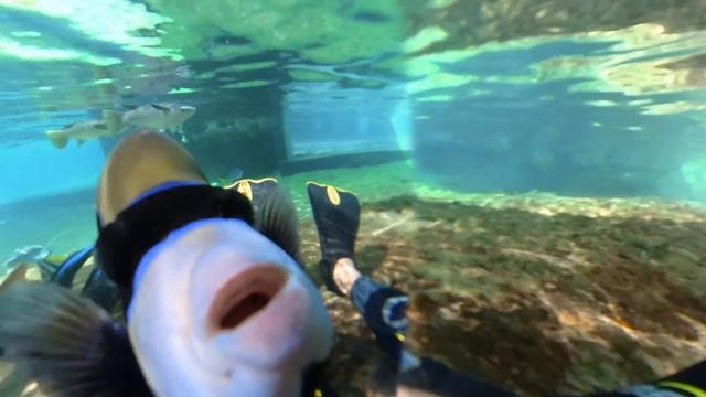 You Need to Add This to Your Australia Bucket List! (Whitsundays Vlog)