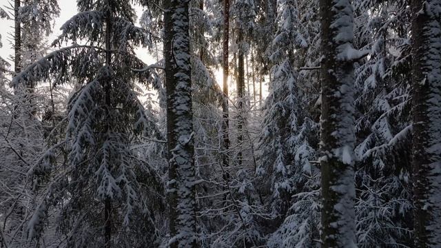 Спокойствие зимнего леса.