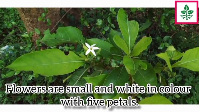 Indian Mulberry || Great Morinda || Morinda citrifolia || Noni || Bartondi || Beach Mulberry