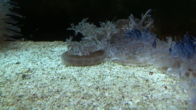 Upside-down Jellyfish (Cassiopea andromeda) / Mangrovequalle