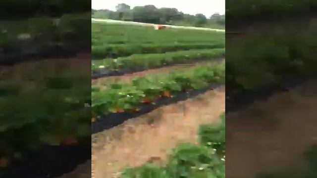 Tristan goes strawberry picking
