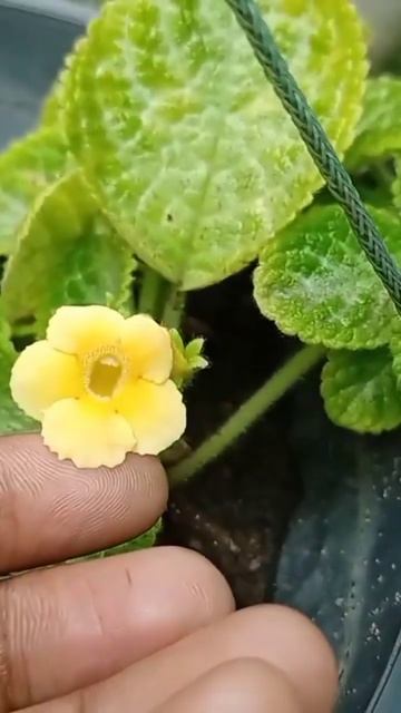 yellow episcia #gardentour #plants #salevideo #business