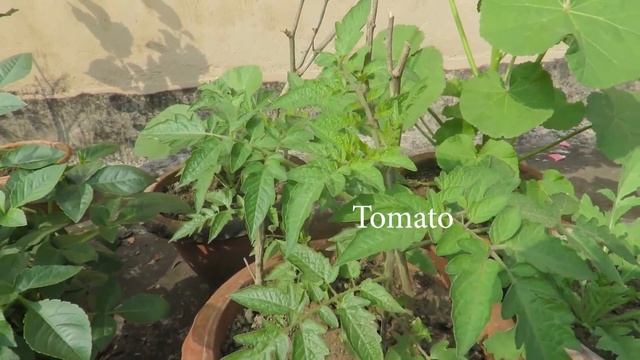 My Garden Update - Jan 1 2022,