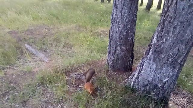Ми-ми-ми-шная белочка