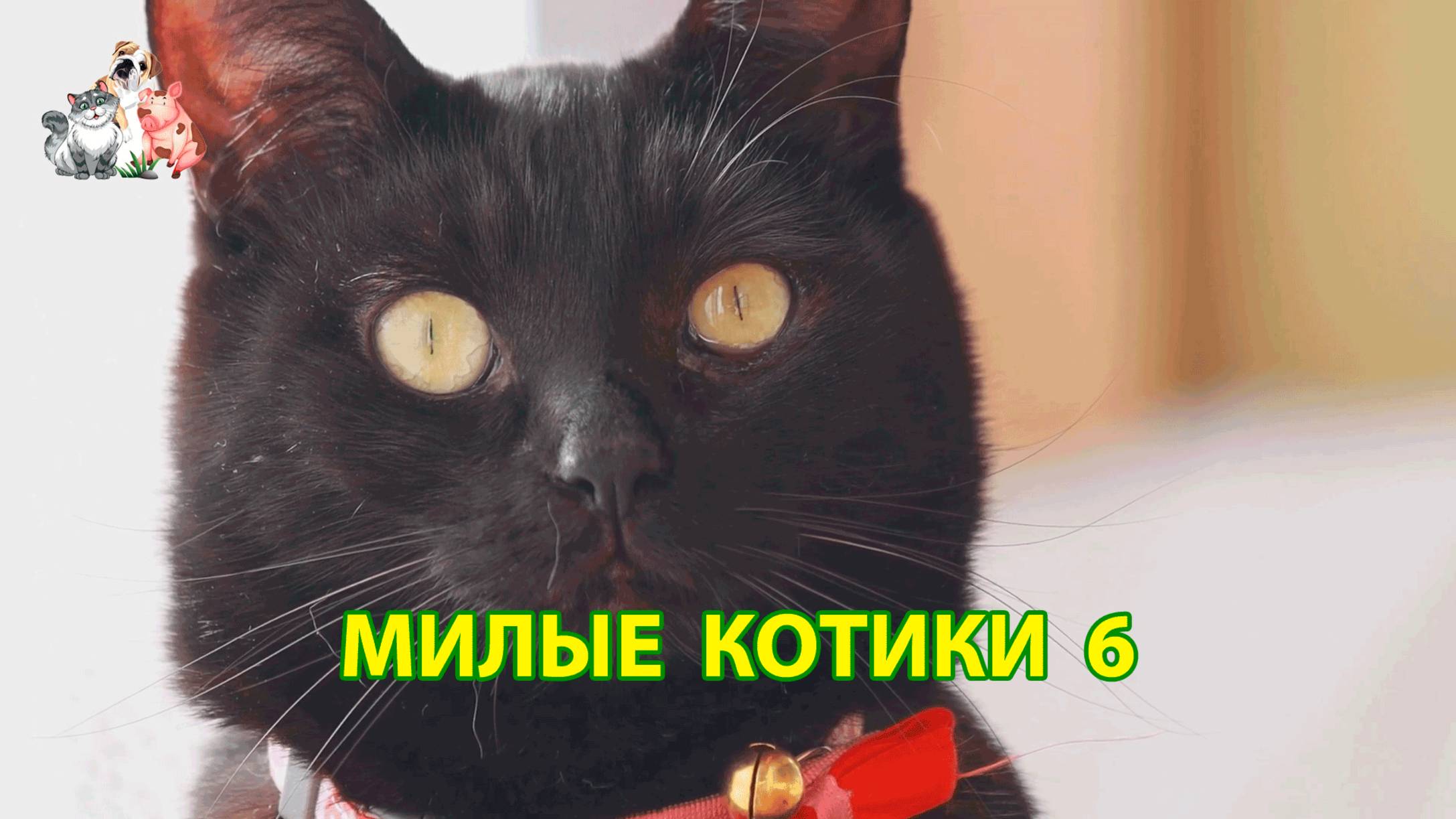 Милые нарядные Котики успокоят нервную систему 🐈🐈⬛🐈 Помогут отдохнуть от забот (6)