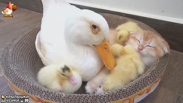 Утята и Цыплята - Кошки и котята - (155) Хвостики да Усики ❣️