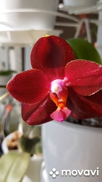 Phalaenopsis Mituo Sun King "S-R- Spots "