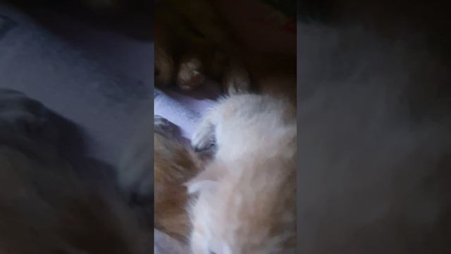 РЫЖИЕ КОТЯТА