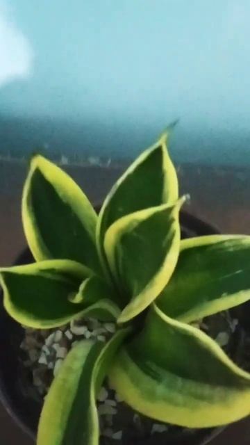#stunning indoor plants #dracaena #indoor plant lovers