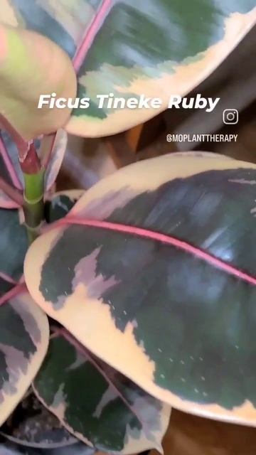 Ficus Tineke Ruby #indoorplants #houseplants #beginnerplants