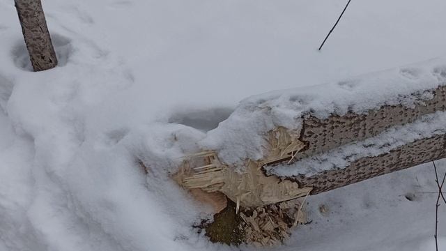 рыжий пёс. прогулка с Бимом. поваленные деревья. бобры vs осины