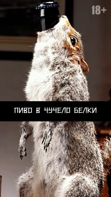 пиво в чучело белки