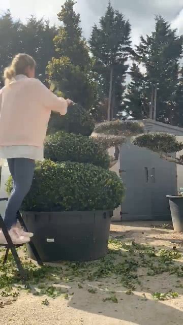 Time Lapse - Buxus Sempervirens XL Spiral Trimming UK Sutton Manor Nursery