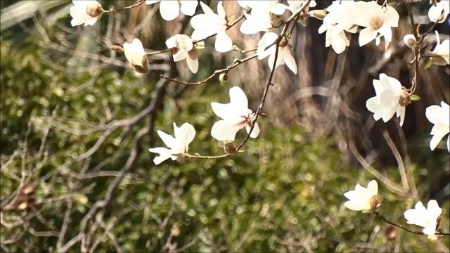 【コブシ】純白の花が満開 Pure white magnolia kobus flowers are in full bloom