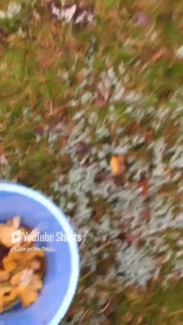 Супер улов#Super Catch #sorts #forest #лес