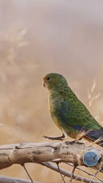 Western Rosella Magic