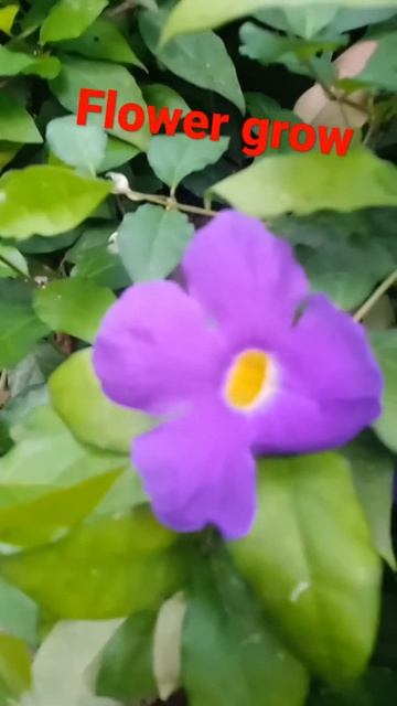 violet flower grow