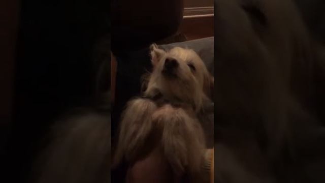 How to groom a Chinese Crested