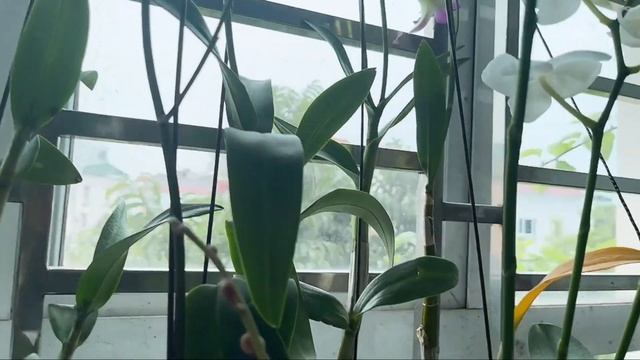 amazing view video - orchid flower - farm canada - music fun