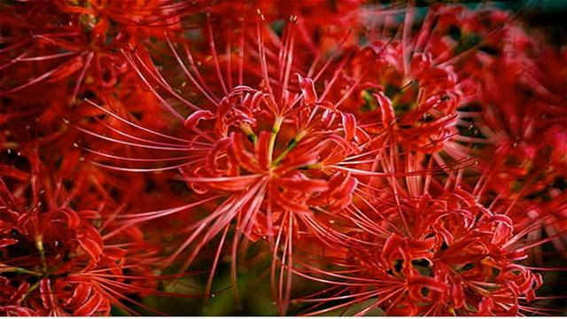 六月的曼珠沙华 , Lycoris radiata, See you from the other side, never meet