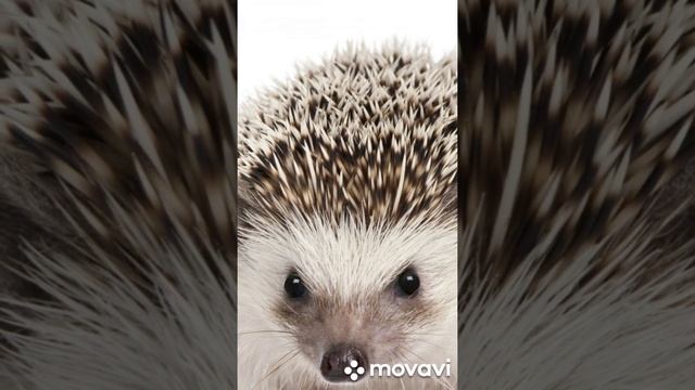 М. М. Пришвин "Ёж". Аудиокнига. Читает Утемов Андрей.
