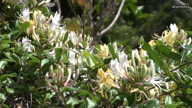 スイカズラ 枝の葉腋に芳香性のある白い花、黄色い花を多数咲かせた開花風景令和6年 AIナレーション案内 - 種子島の花木・樹木