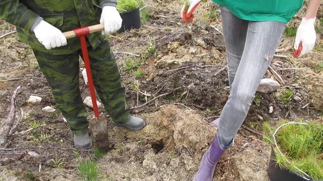 Как посадить дерево