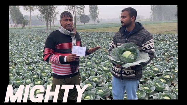 टाकी सीड की जबरदस्त बंदगोभी                                               Taki seed Cabbage MIGHTY