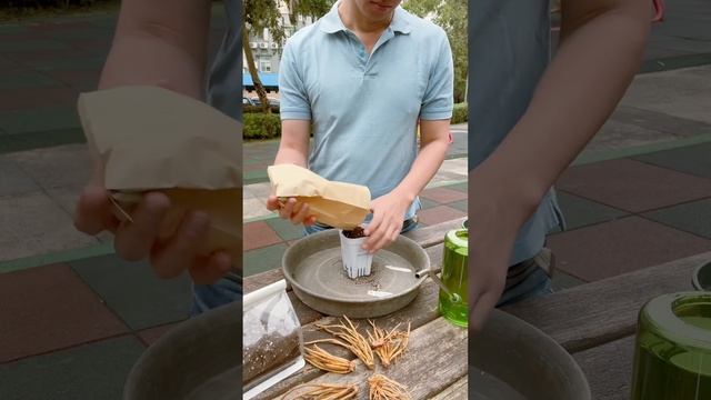 荷包牡丹種植growing Dicentra in a pot