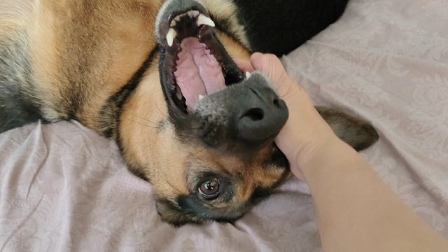 Игрульки