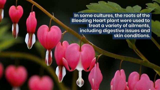 5 Fascinating Facts About Bleeding Hearts