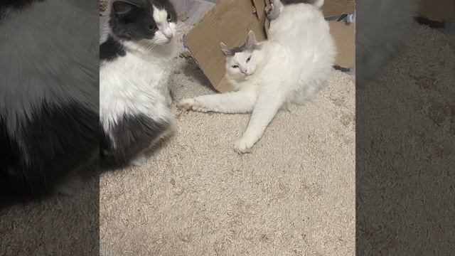 Смешные милые коты