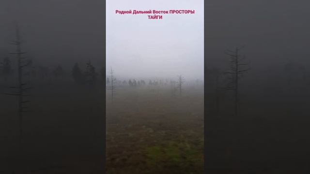 ПРОСТОРЫ ТАЙГИ ДАЛЬНЕГО ВОСТОКА🦝🦌🐺🦊🐅🐎🐇🦔🦇🦫🐻🦢🦜