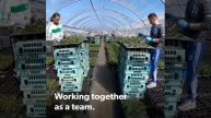 Edward Vinson Plants Early season Strawberry Plants.
