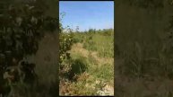 #uzbekistanda qilingan bog'lar kuchatlari bor tell +998997825472
