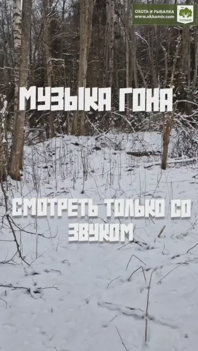 Охота на зайца. + 18