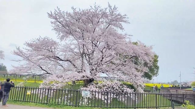 SAKURA HANAMI🌸🌸(CHERRY BLOSSOMS)